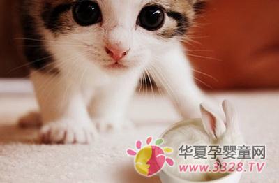 被猫抓伤