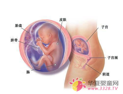 怀孕20周