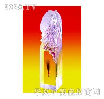 华瑞一体凤章