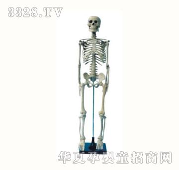 恒东人体骨骼模型