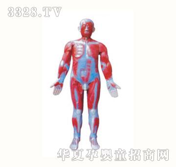 恒东人体肌肉模型