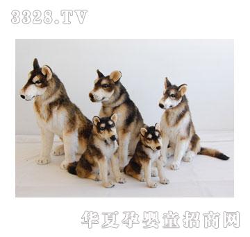 泰格提花蹲雪橇犬