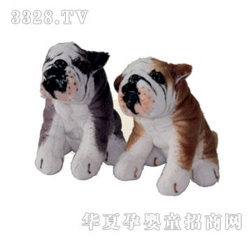 泰格蹲斗牛犬