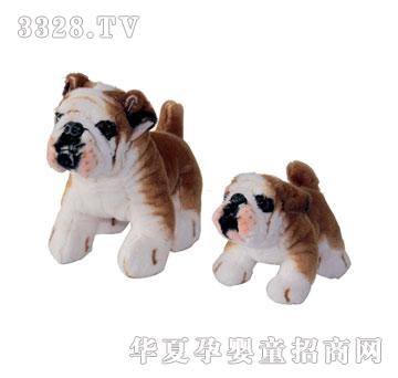 泰格立黄斗牛犬