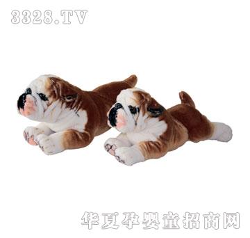 泰格趴黄斗牛犬
