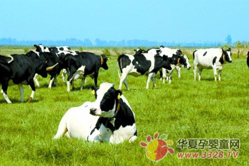 ������Դ�̷ۡ��������Ľ���Ӫ��ר��