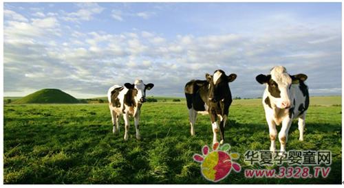 ��ţ�������л�ţ�̺���