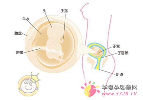 ������������̥��ͼ