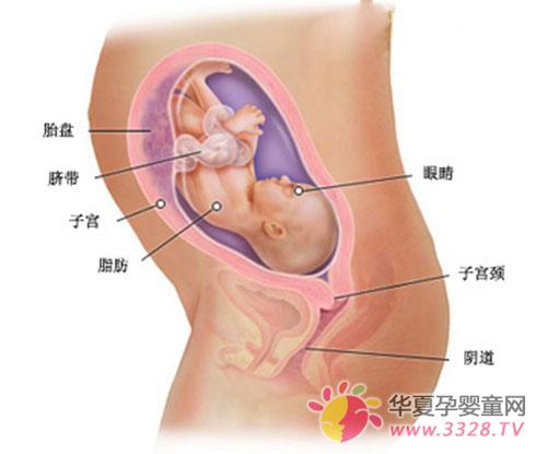 怀孕八个月女胎儿图