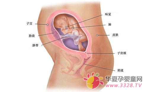 ������������̥��ͼ