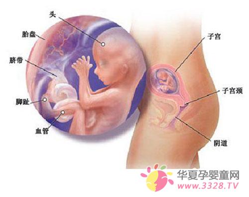 ���оŸ�����̥��ͼ