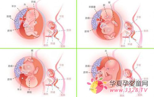 四个月胎儿图是什么样
