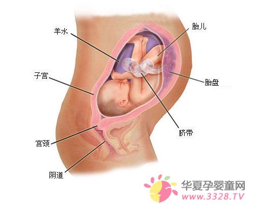 �����߸���Ů̥��ͼ