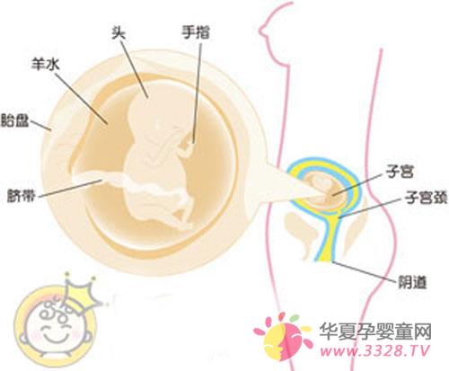 ����������̥����С