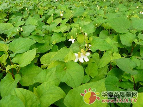 ���Ȳݴ�˵�ı�������