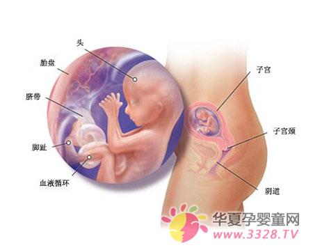 �ĸ���̥���ж��