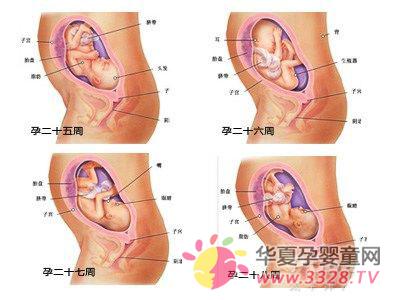 怀孕七个月胎儿位置