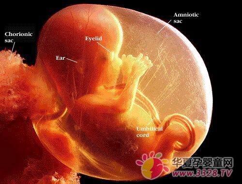 ̥��14-15�ܵı仯