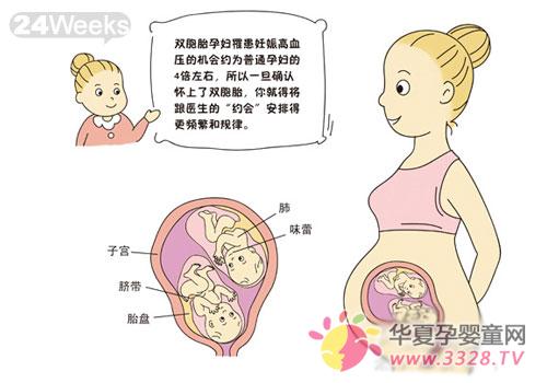 ̥��24-27�ܵı仯