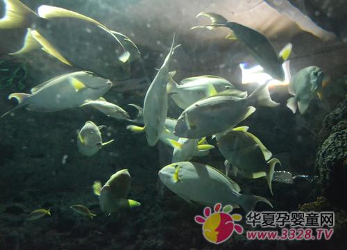 ��һ���������溣���Ҳ�ǲ�����ѡ��