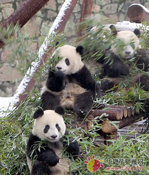 ��һ����ѡ�������ȥ����԰