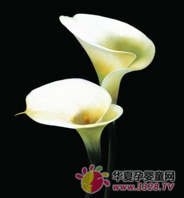 �������ŵ�������