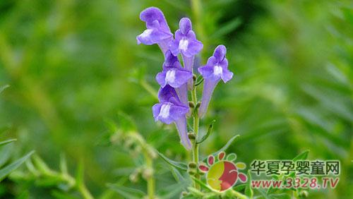 �и����ԳԻ�����