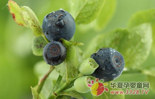 ��ݮ����Ԥ�����ӽ�����