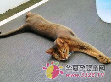 ��ǰ��è��è��֪��Ⱦ�˹��γ棬����ô�죿