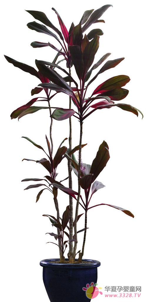 ������ֲ������Щ