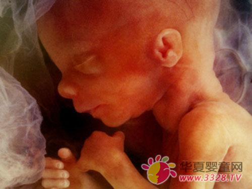 ʲôʱ��̥���Ա��γ�