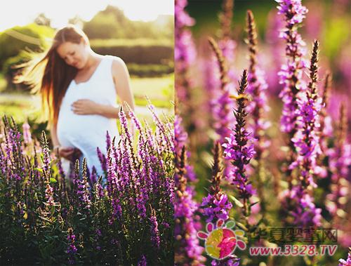 �и�Ҷ��������