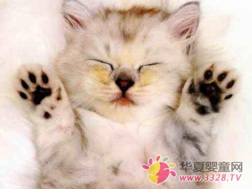 ʲô��èץ��