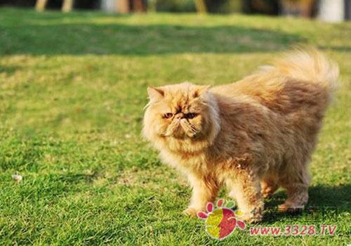 èץ������Щ֢״����