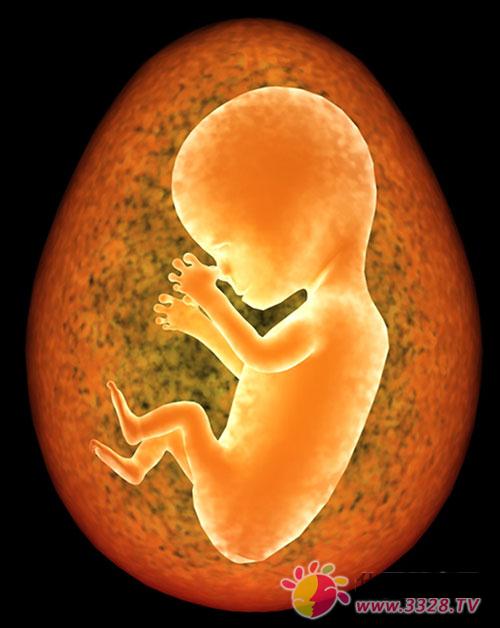 ��С��̥�� ��Ҳ�ᱣ������