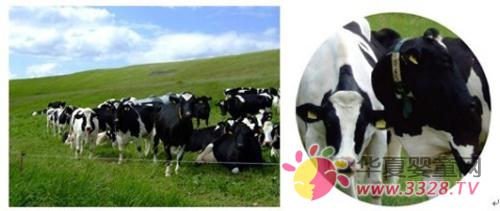 �¹�Ӥ���̷۵����ǿ�������������Ʒ��