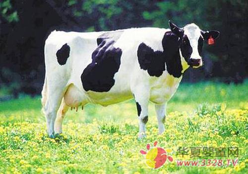 �����̷۱���߱���5������